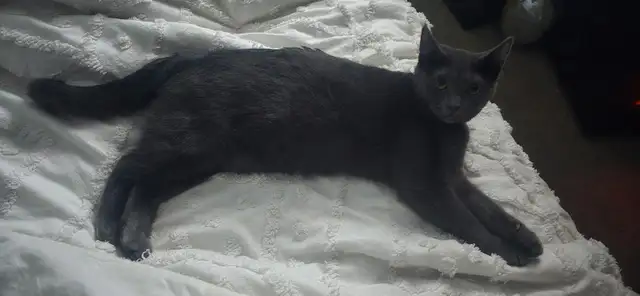 1 year spayed female - Photo 2