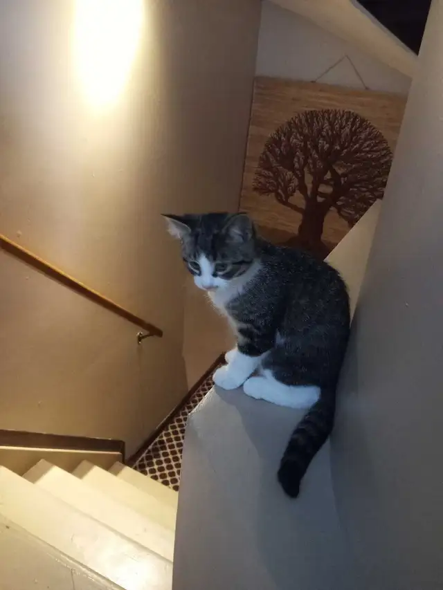 kitten for sale - Photo 2