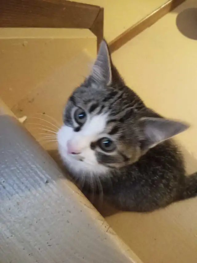 kitten for sale - Photo 3