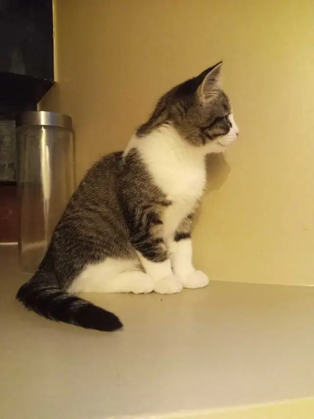 kitten for sale - Photo 4