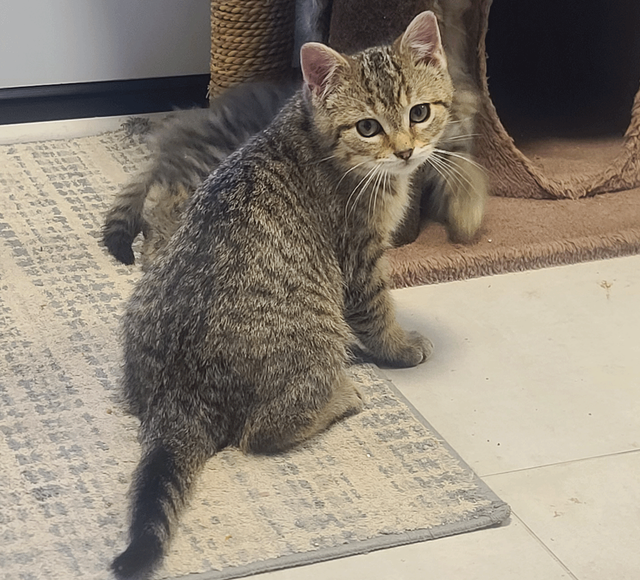 Kittens for sale - Photo 2