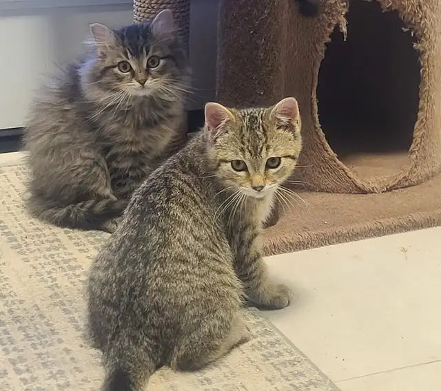 Kittens for sale - Photo 3