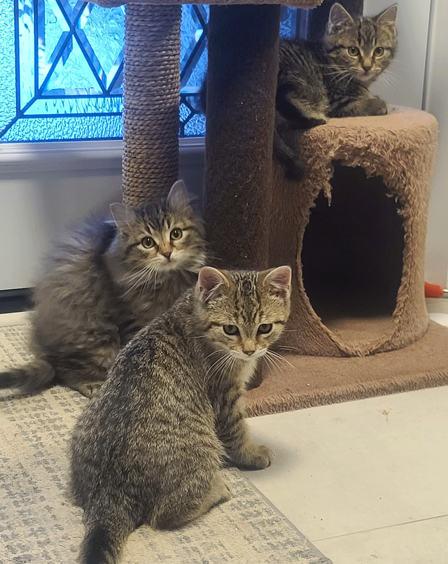 Kittens for sale - Photo 4