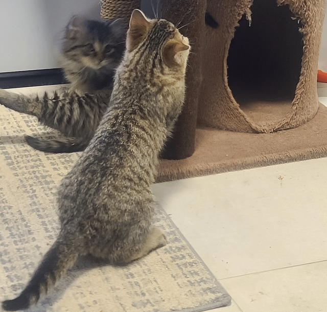 Kittens for sale - Photo 5