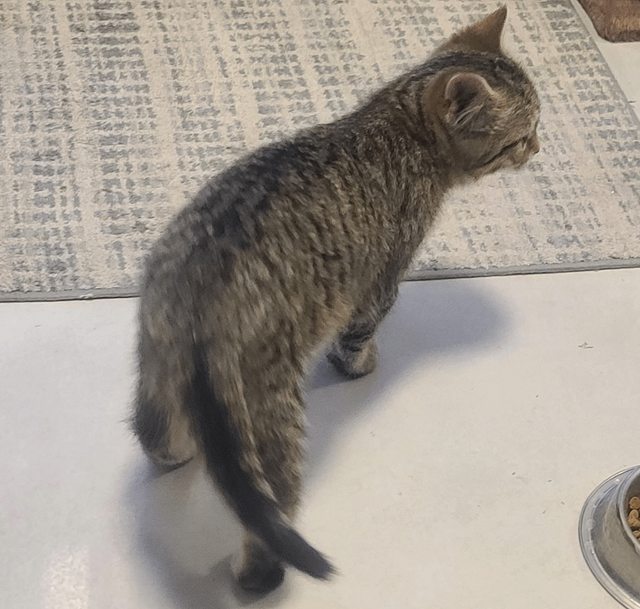 Kittens for sale - Photo 6