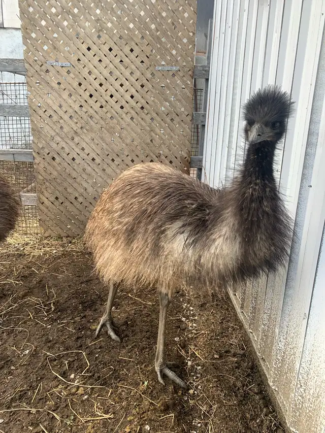 emu. To prepared home