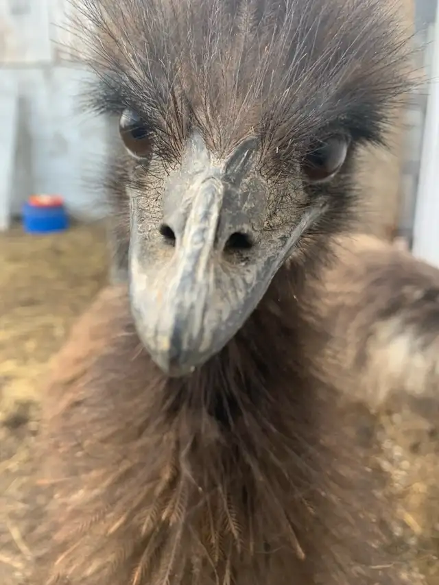 emu. To prepared home - Photo 2