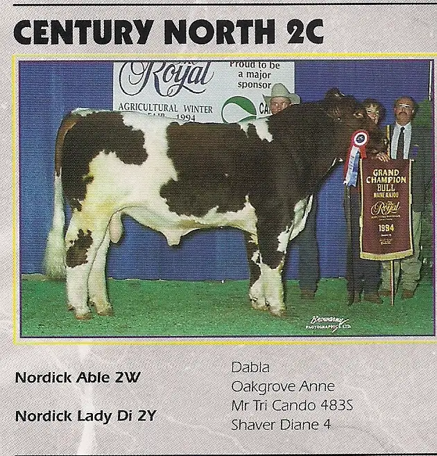 Maine-Anjou Semen - Photo 3