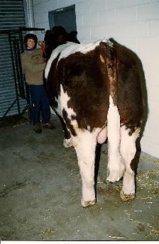 Maine-Anjou Semen - Photo 4