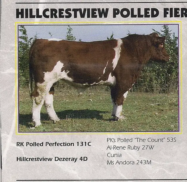 Maine-Anjou Semen - Photo 5