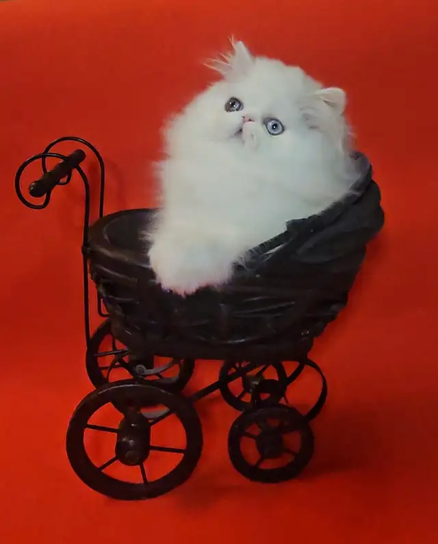 Stunning Registered Persian Kittens