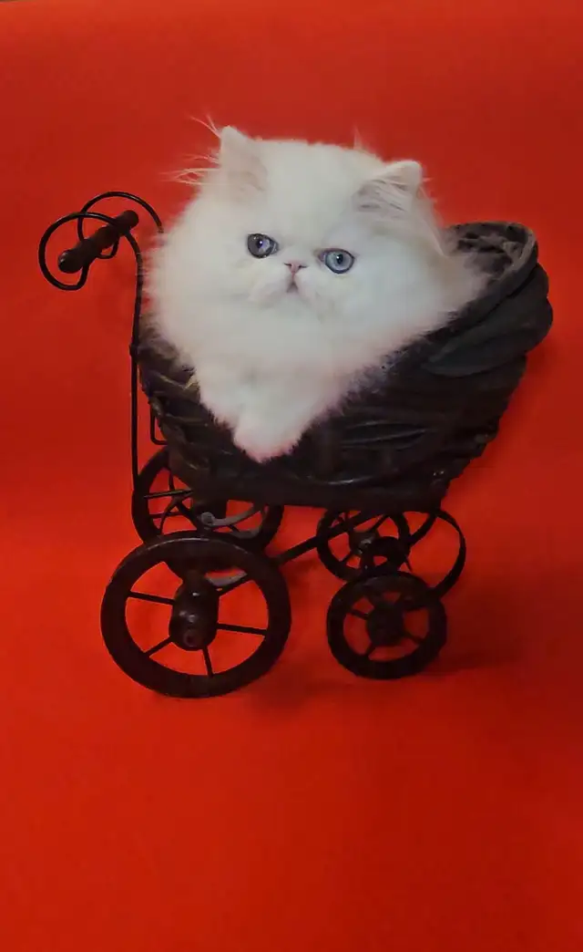 Stunning Registered Persian Kittens - Photo 2