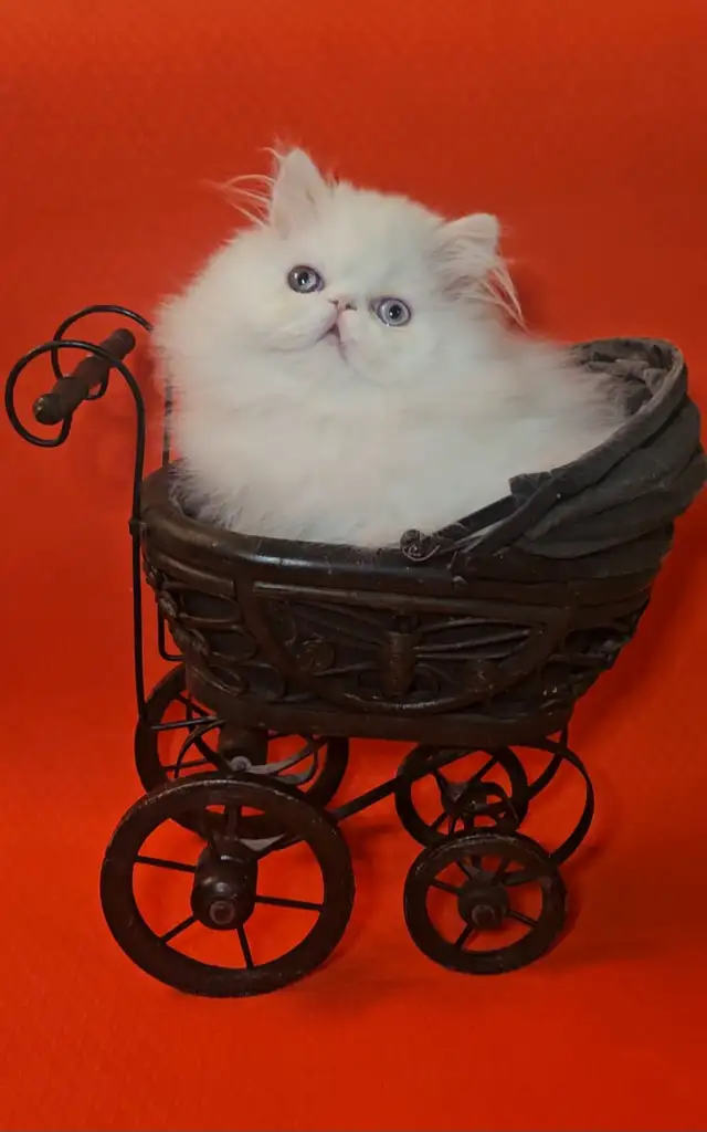 Stunning Registered Persian Kittens - Photo 3