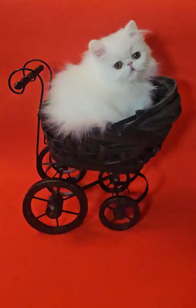 Stunning Registered Persian Kittens - Photo 4