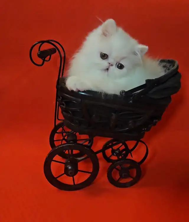 Stunning Registered Persian Kittens - Photo 5