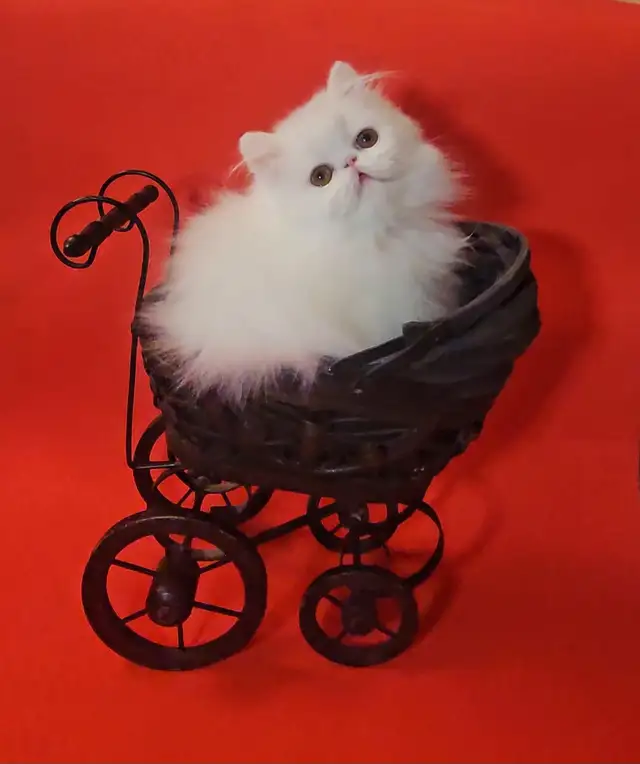 Stunning Registered Persian Kittens - Photo 6