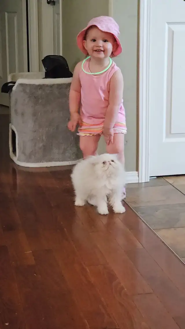 Stunning Registered Persian Kittens - Photo 8