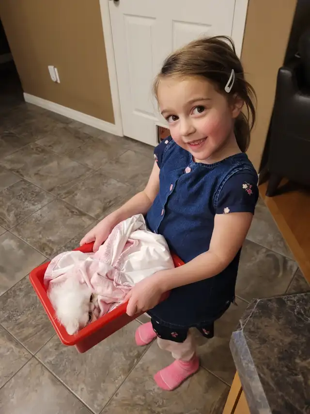 Stunning Registered Persian Kittens - Photo 9