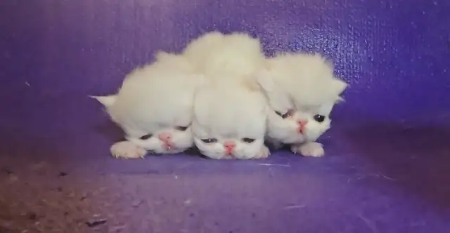 Stunning Registered Persian Kittens - Photo 10