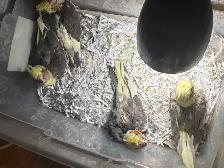 ❤️ Baby Conures / Cockatiels for sale HandFeeding ❤️