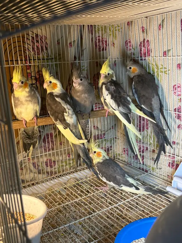 ❤️ Baby Conures / Cockatiels for sale HandFeeding ❤️ - Photo 2