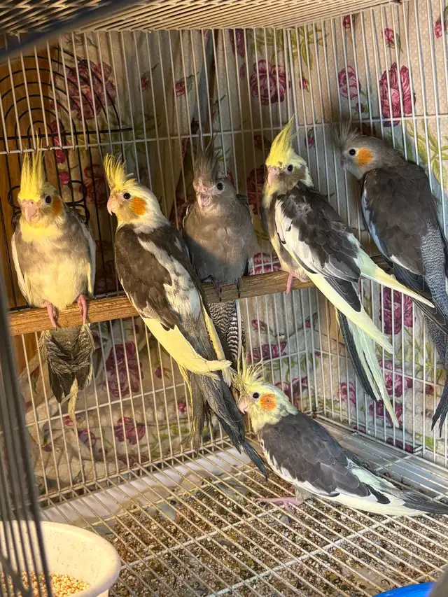 ❤️ Baby Conures / Cockatiels for sale HandFeeding ❤️ - Photo 3