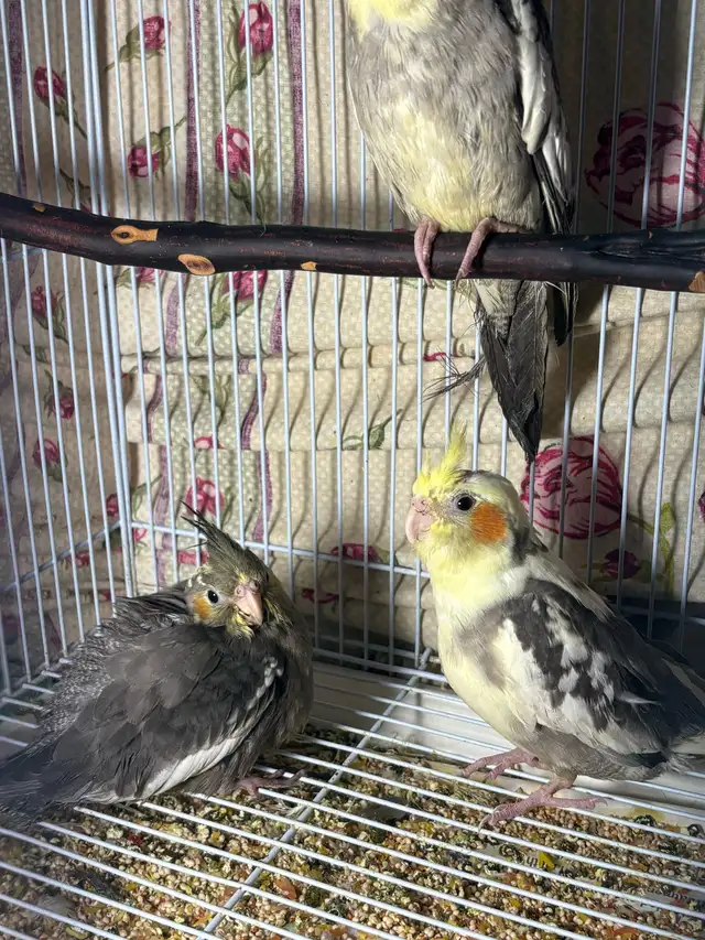 ❤️ Baby Conures / Cockatiels for sale HandFeeding ❤️ - Photo 5