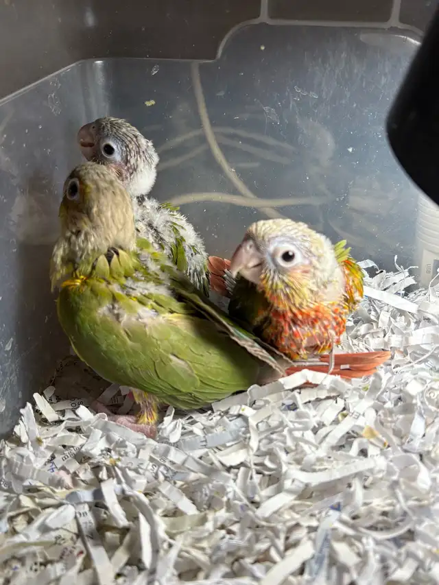 ❤️ Baby Conures / Cockatiels for sale HandFeeding ❤️ - Photo 9