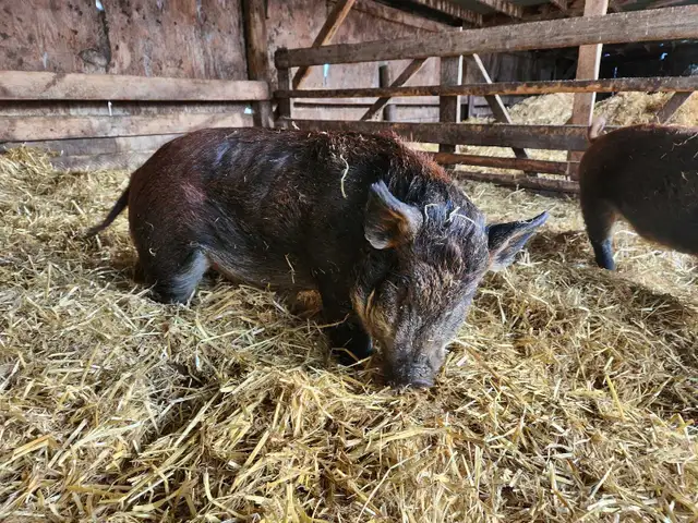 Juliana X Pigs - Photo 2