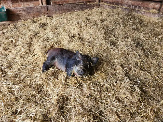 Juliana X Pigs - Photo 3