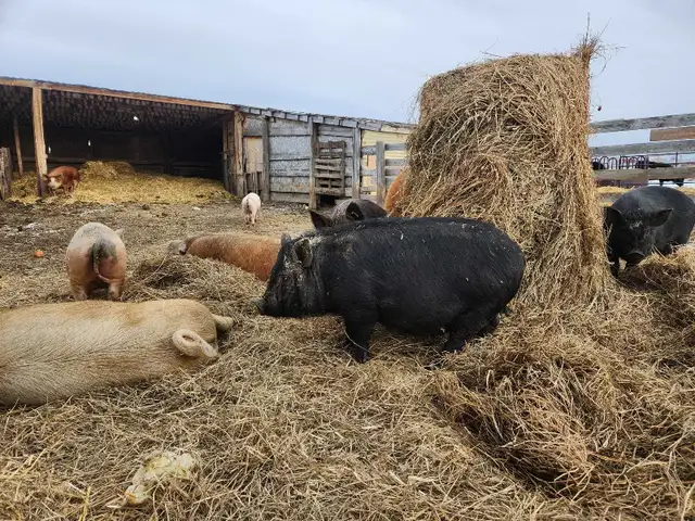 Juliana X Pigs - Photo 4