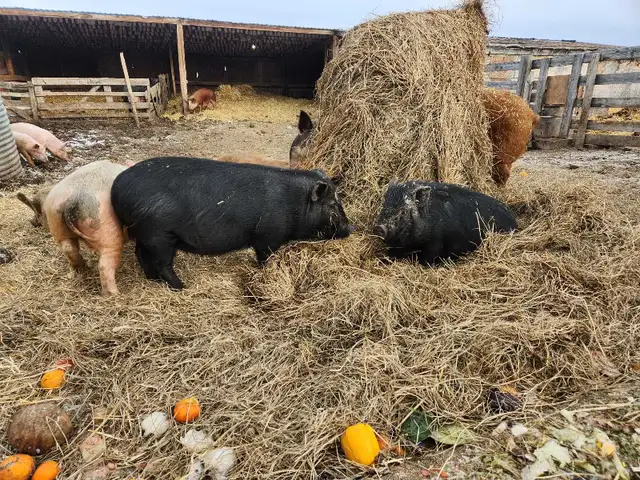 Juliana X Pigs - Photo 5