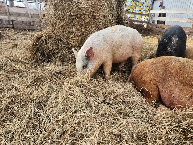 Juliana X Pigs - Photo 6