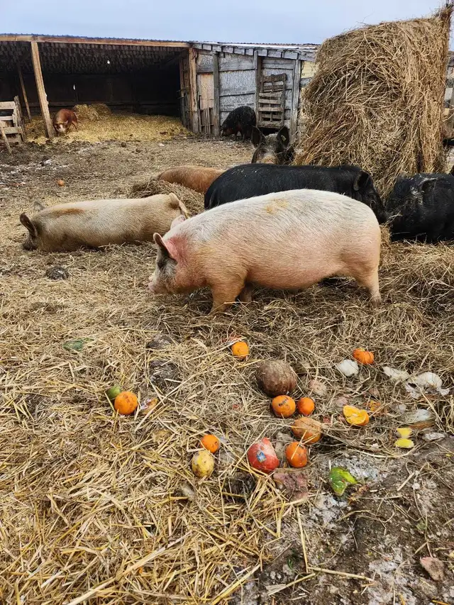 Juliana X Pigs - Photo 7