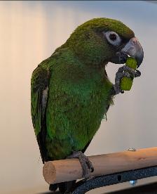 Perroquet Jardine Mâle 5 Mois