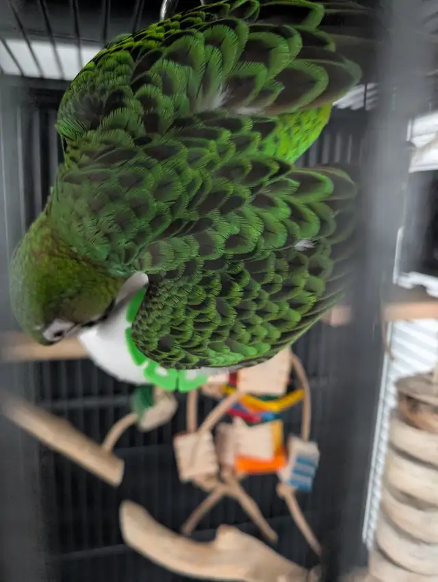 Perroquet Jardine Mâle 5 Mois - Photo 2