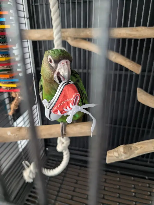 Perroquet Jardine Mâle 5 Mois - Photo 3