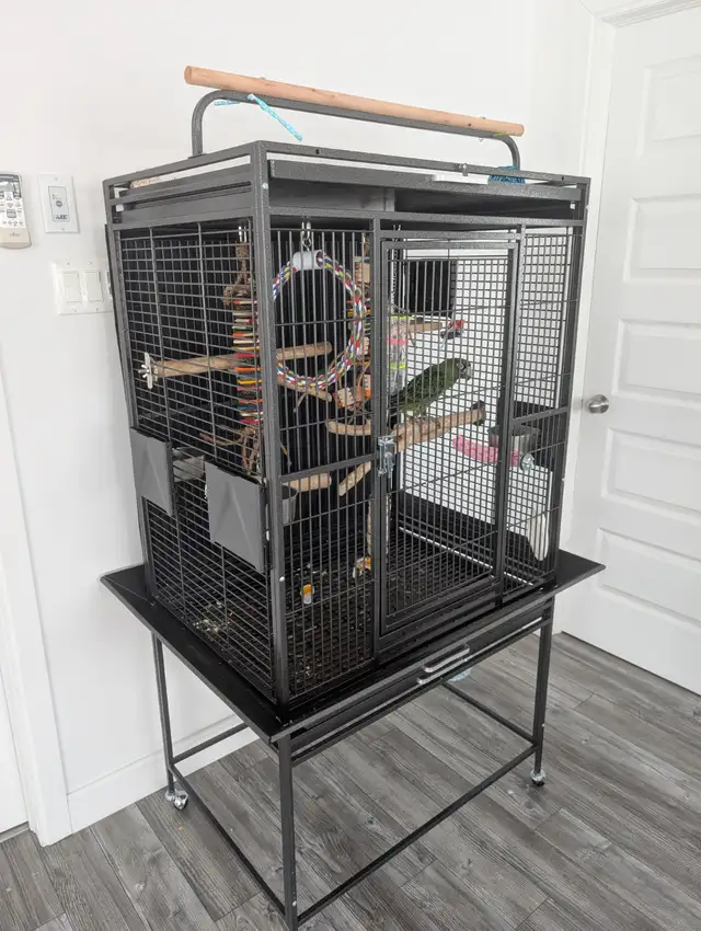 Perroquet Jardine Mâle 5 Mois - Photo 4