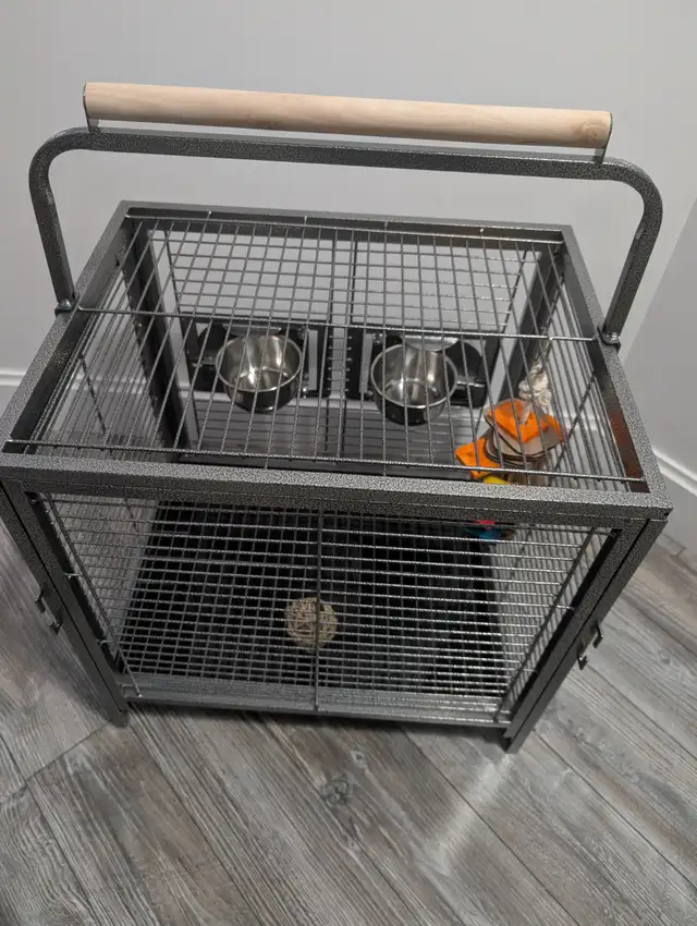 Perroquet Jardine Mâle 5 Mois - Photo 6