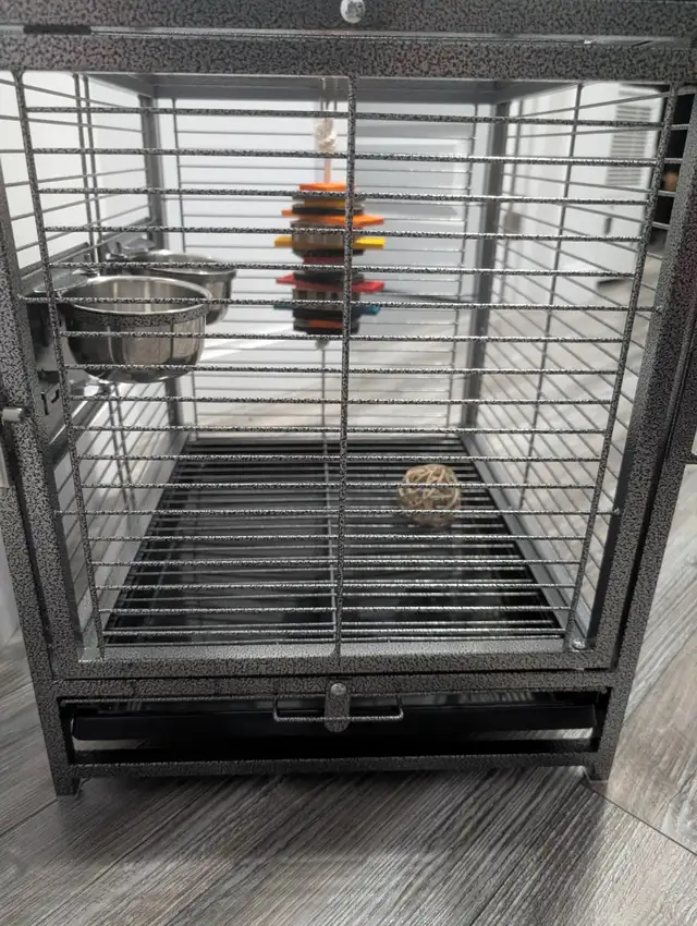 Perroquet Jardine Mâle 5 Mois - Photo 7