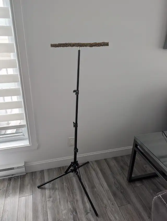 Perroquet Jardine Mâle 5 Mois - Photo 8