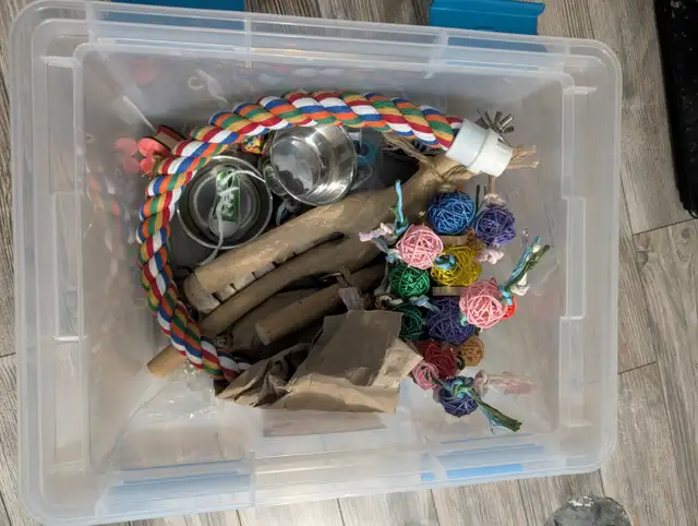 Perroquet Jardine Mâle 5 Mois - Photo 9