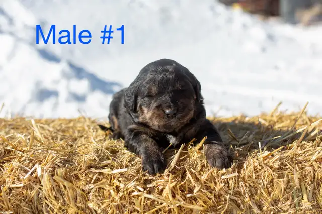 Golden Mountain Dog Puppies