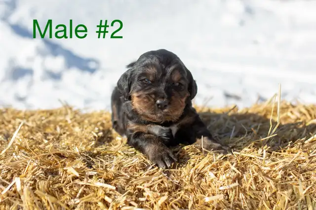 Golden Mountain Dog Puppies - Photo 2