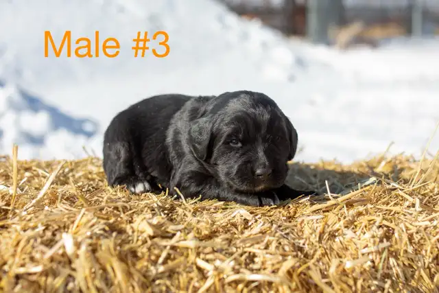 Golden Mountain Dog Puppies - Photo 3