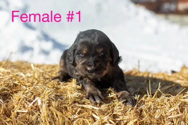 Golden Mountain Dog Puppies - Photo 4