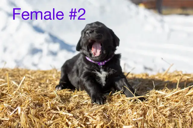 Golden Mountain Dog Puppies - Photo 5