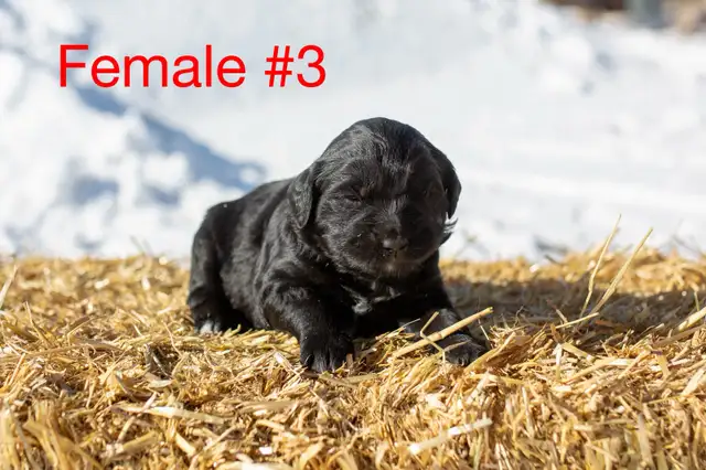 Golden Mountain Dog Puppies - Photo 6