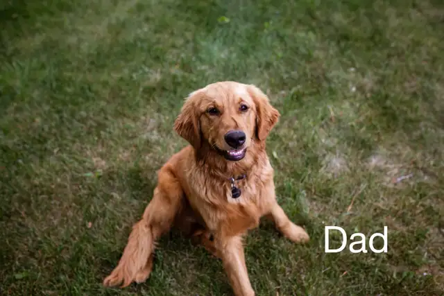 Golden Mountain Dog Puppies - Photo 8