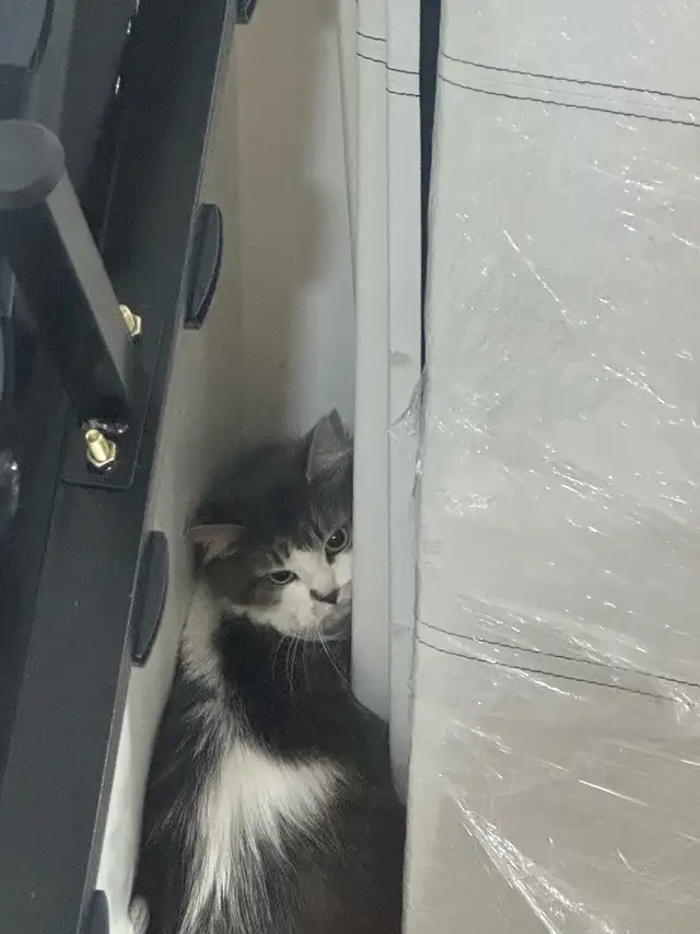 tenant was evicted left her four cats